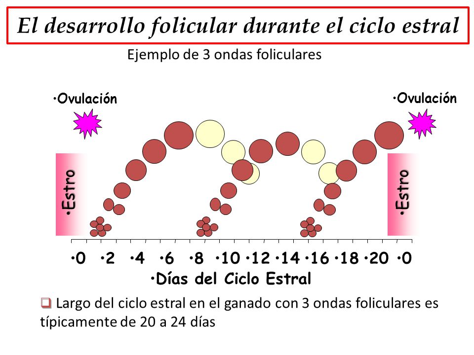 ondas foliculares en bovinos